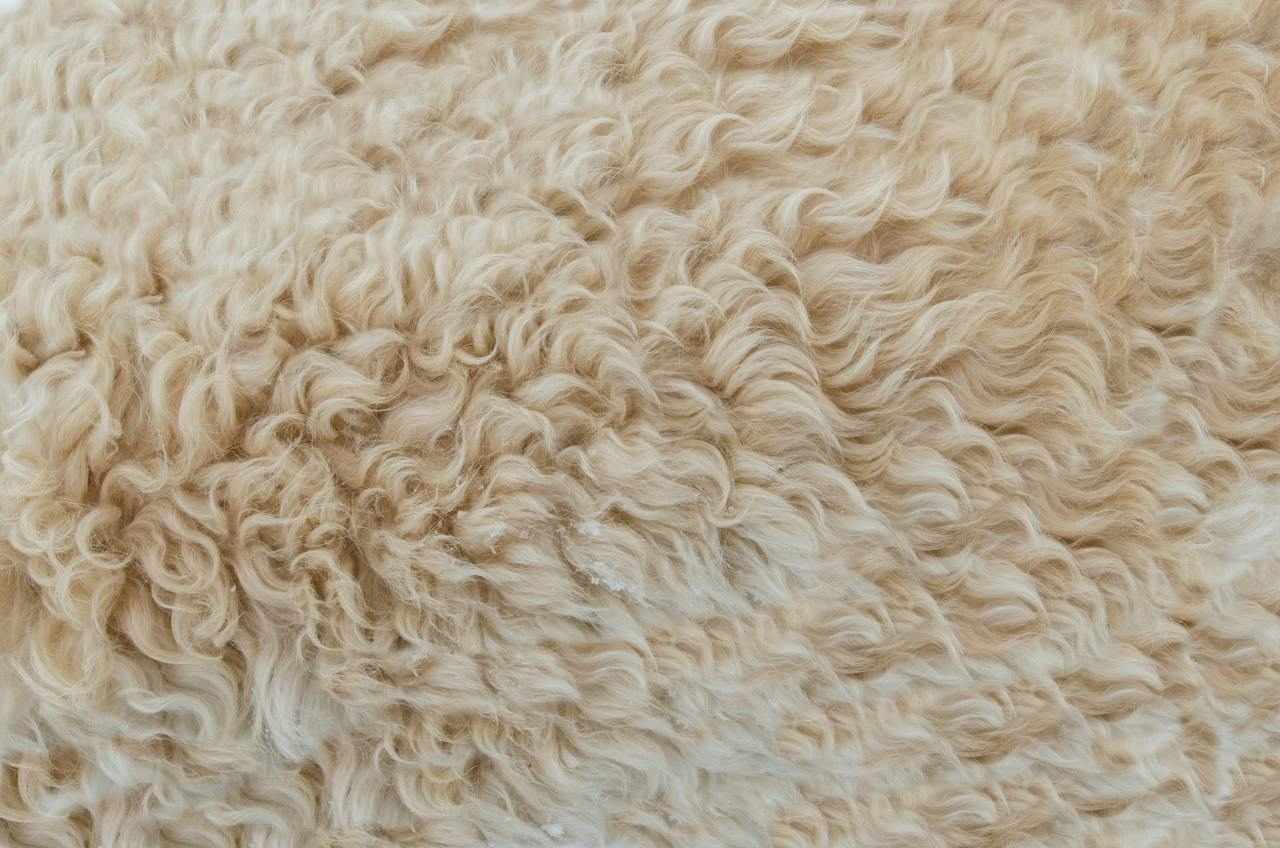 Alpaca Wool