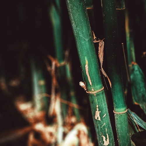 A close up of a bamboo stalk, raw materials for bamboo silk.
