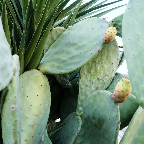 A close up of a cactus plant with spines, raw materials for cactus silk.