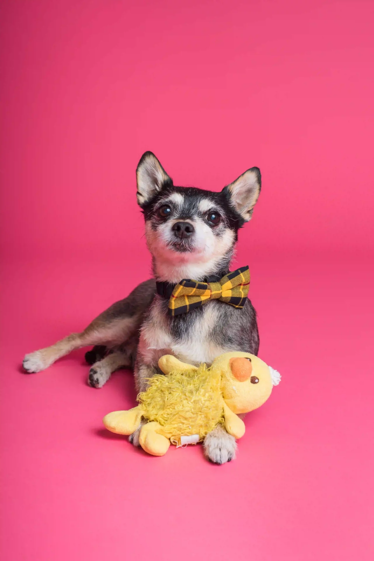 A chihuahua with a stuffed toy wearing a bow on a pink background.